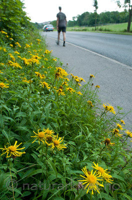 BB 10 0304 / Inula salicina / Krattalant